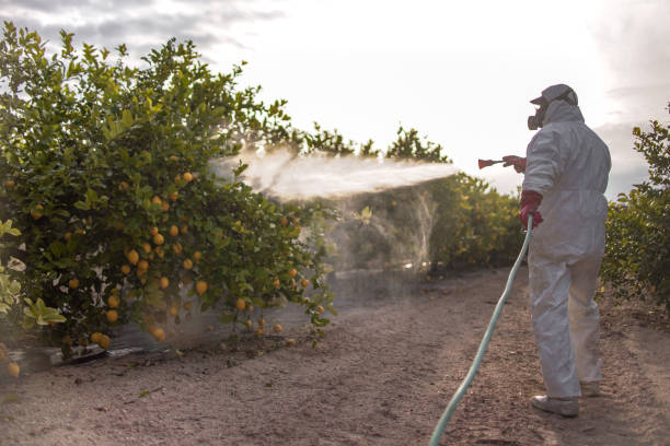 Reliable Blackstone, VA Pest Control Solutions
