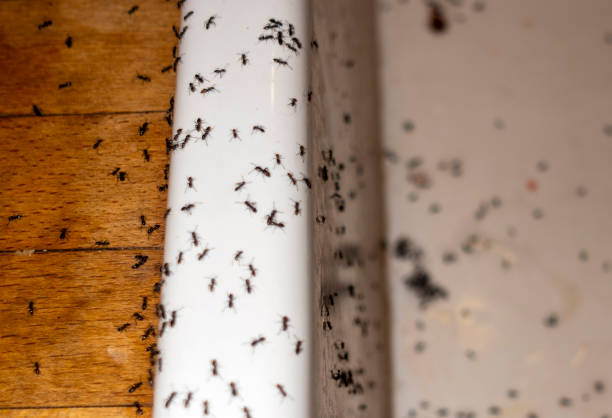 Best Pest Control Near Me in Blackstone, VA