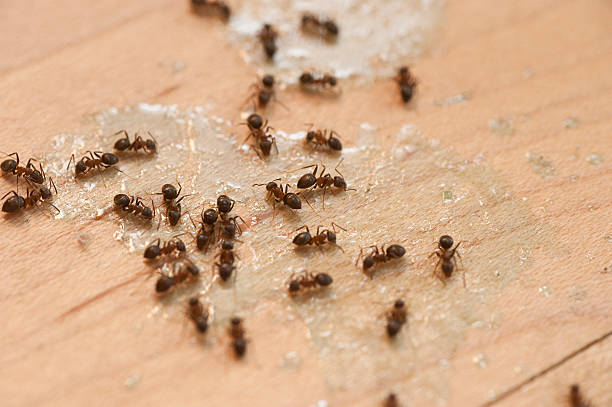 Best Pest Control Near Me  in Blackstone, VA