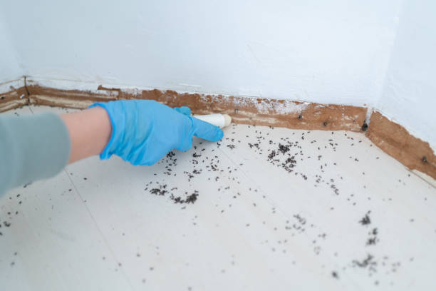 Best Pest Control Near Me in Blackstone, VA